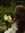 Mariam