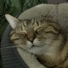 Kat