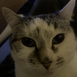 Amelia
