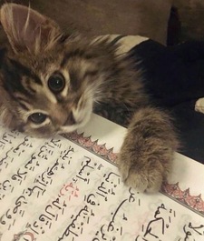 amani