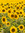 🌻📖