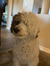 Macie