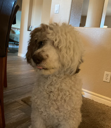 Macie