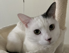 Amelia