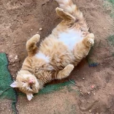 Buli