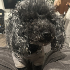 Simon G.