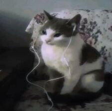 isabel