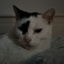 meli