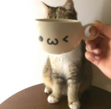 Cafune