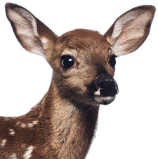 ★one.more.chapter★