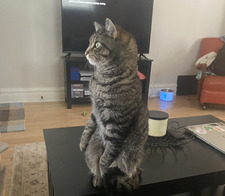 Hazel
