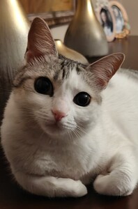 Gökce