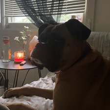piper