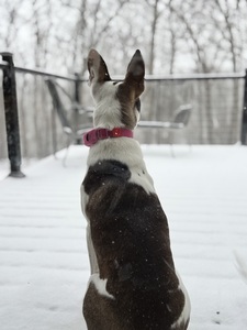 Heidi