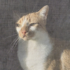 Sascha