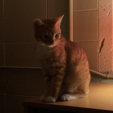 ary