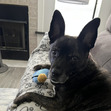 Lori