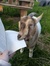PBJ Goat