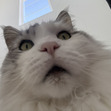 AR