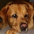 Sandi