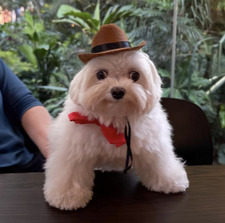 Marcello