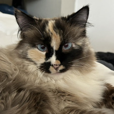 viv