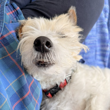 Pippa