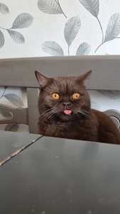 Ebba