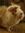 BlakeGuineaPig