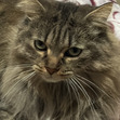 Simon