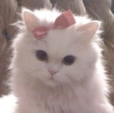 Stina