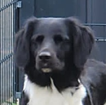 Sophia 