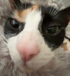 Abby