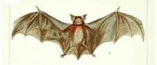 Beele