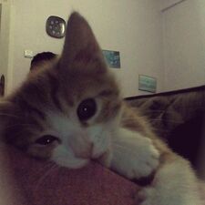 candy :3