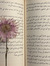 مَرْيَـمْ