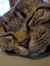 Lucy