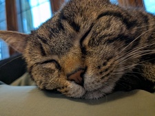 Lucy