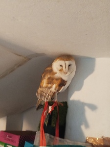 Γατοθ θπιρουνατοθ 