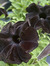 cara