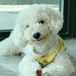 Lạc Đà
