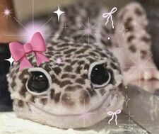 Gecko