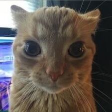 Noe