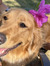 Charlee