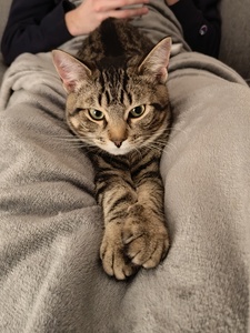 Bertille
