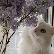 Lasya