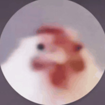 Quarter chook