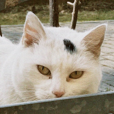 Chamodi Waidyathilaka