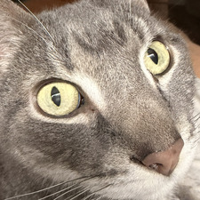 Marjiii