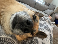 Sammy